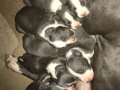 A KALİTE American Staffordshire yavrular son 5 adet 