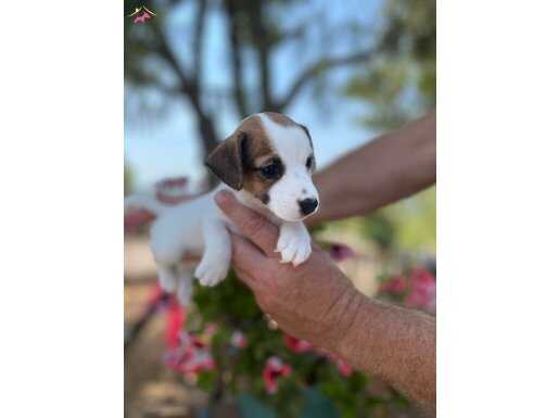 Jack Russell 