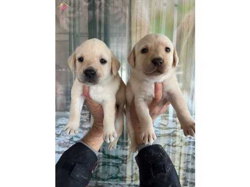 Şampanya labrador yavruları 