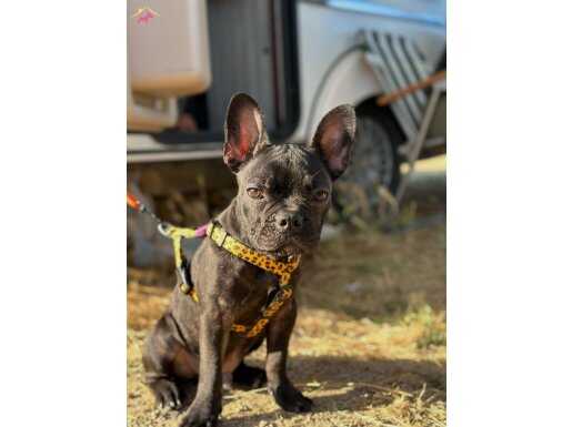 6 aylık erkek tiger french bulldog