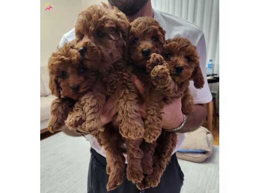 Bebek yüzlü korea poodle yavrularımız