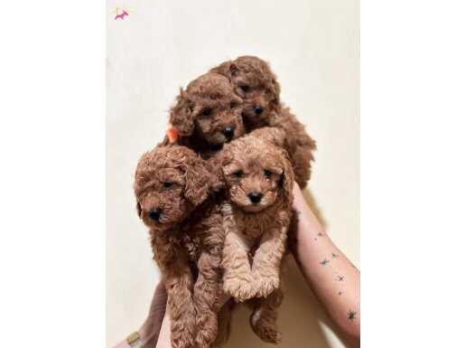 DİREK ÜRETİCİDEN TOY POODLE BEBEKLERİMİZ