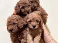 DİREK ÜRETİCİDEN TOY POODLE BEBEKLERİMİZ