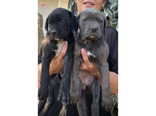 Blue cane corso yavrularım