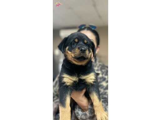 Tombiş Rottweiler Bebişler 